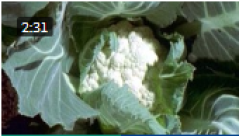 bloemkoo.png bloemkoo.png