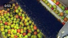 tomatenoogst.png tomatenoogst.png