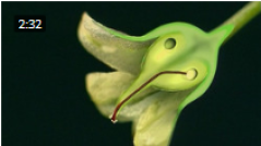 asperge.png asperge.png