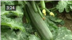 courgette.png courgette.png